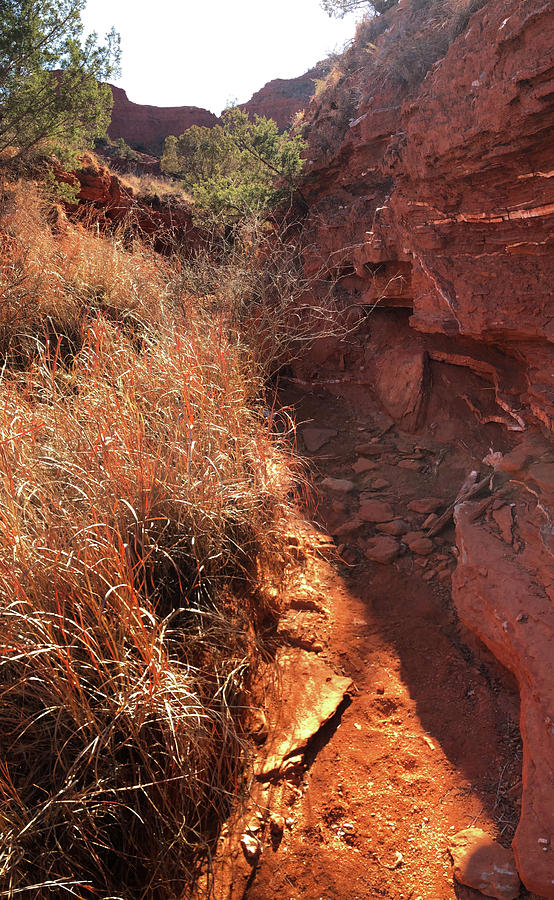 The Colors of Grass-Dry Creek Bed - Caprock Canyons State Park, Texas Photograph by Richard Porter