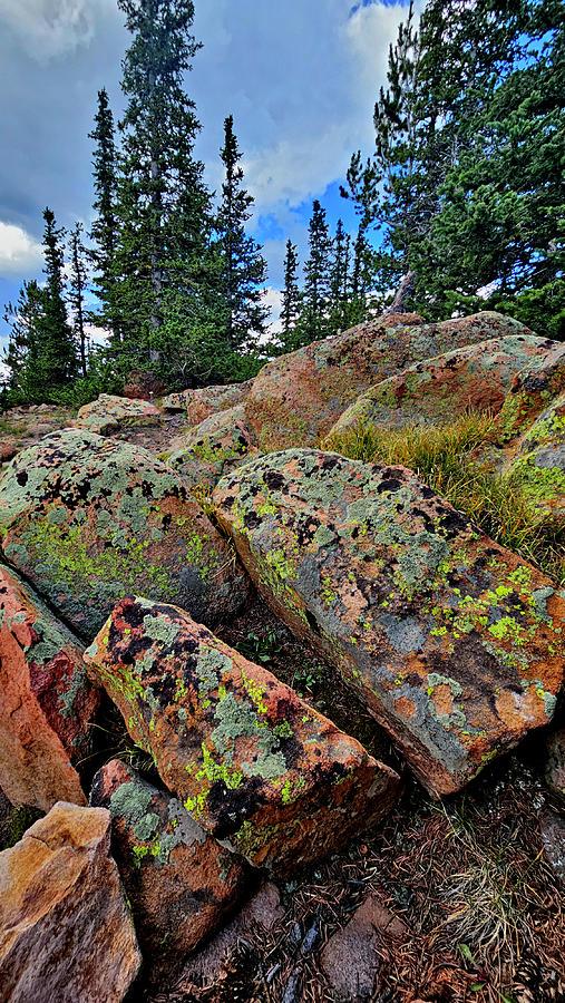 The Colors of Pike Forest Photograph by Ray Mathis The Colors of Pike Forest Photograph by Ray Mathis