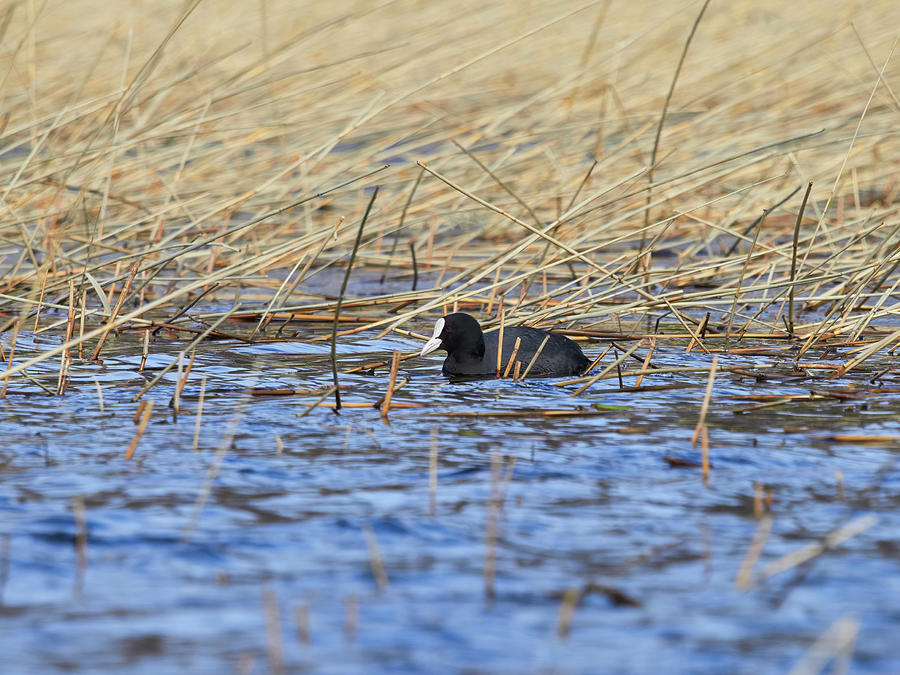 The colors of the day. Eurasian coot Photograph by Jouko Lehto