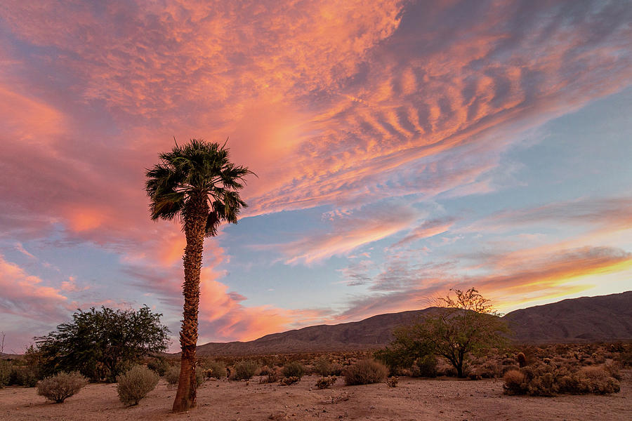 The Colors of the Desert Photograph by Peter Tellone
