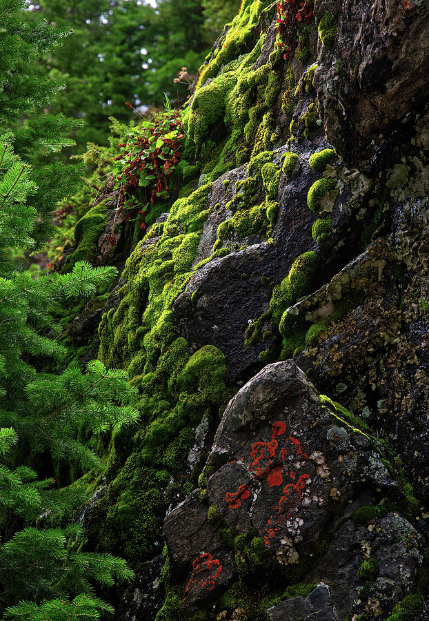 The Colors of Wet - moss and lichen covered rocks at Sprague Lake