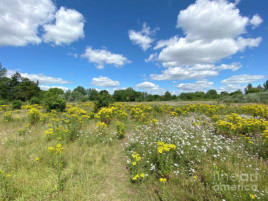 The colourful heathland near Farncombe, Surrey, England in the Summer ...