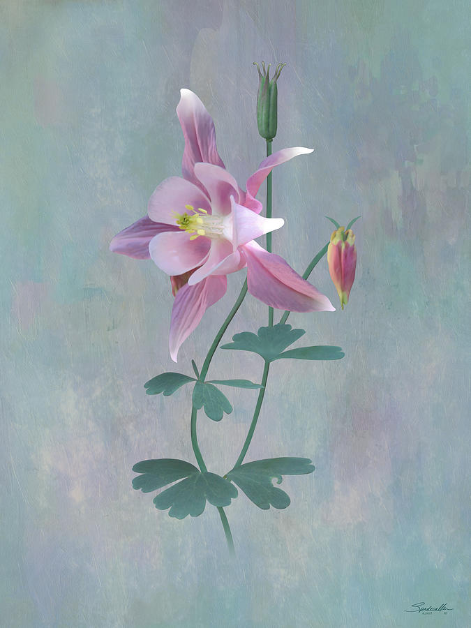 The Columbine Flower Digital Art by M Spadecaller - Pixels