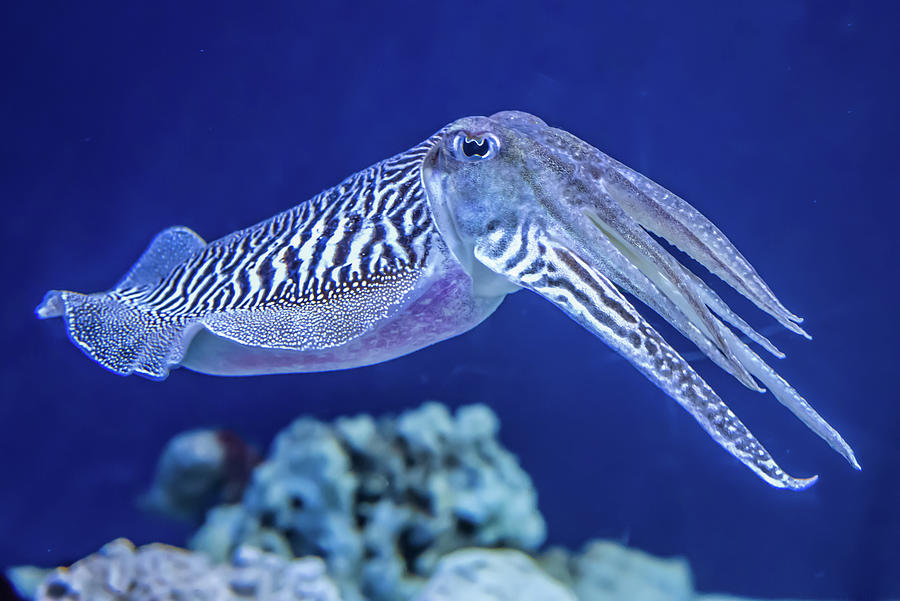 The Common Cuttlefish Photograph by David A Litman