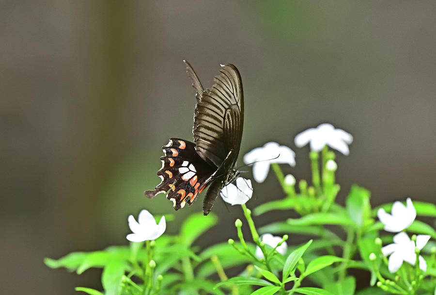 The Common Mormon butterfly - Papilio polytes side view Photograph by Amazing Action Photo Video