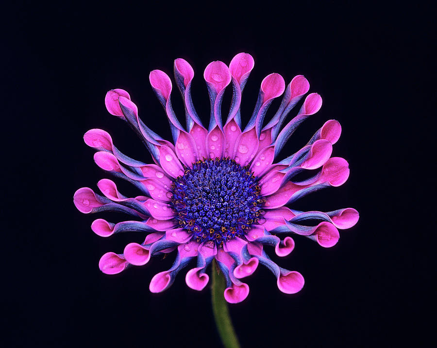 The Common Name Is Whirligig Pink. The Botanical Name Is Osteospermum.  Photograph by Bijan Pirnia