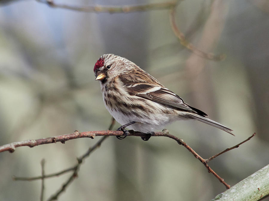 The common redpoll on a branch Photograph by Jouko Lehto