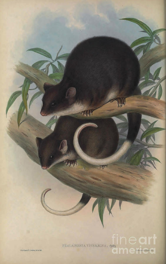 The common ringtail possum Pseudocheirus peregrinus c2 Drawing by Historic Illustrations