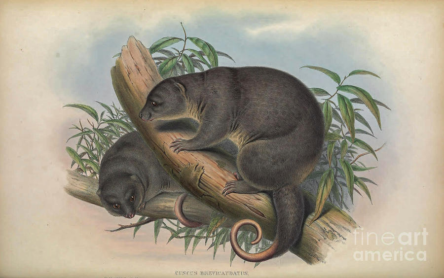 The common spotted cuscus c4 Drawing by Historic Illustrations