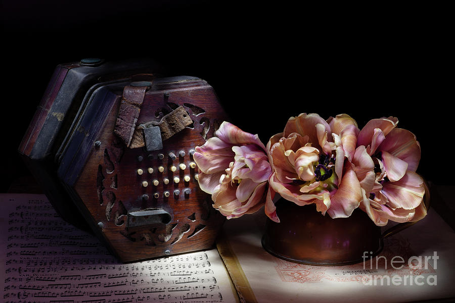 Tulip Photograph - The Concertina and the Tulips by Ann Garrett