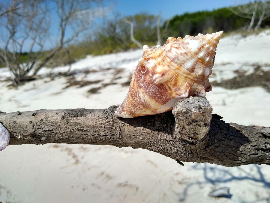 The Conch Shell Photograph by Megan Schmeling - Fine Art America