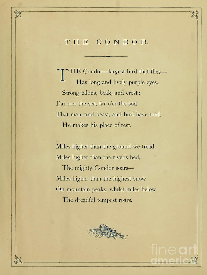 The condor verse b1 Photograph by Historic illustrations