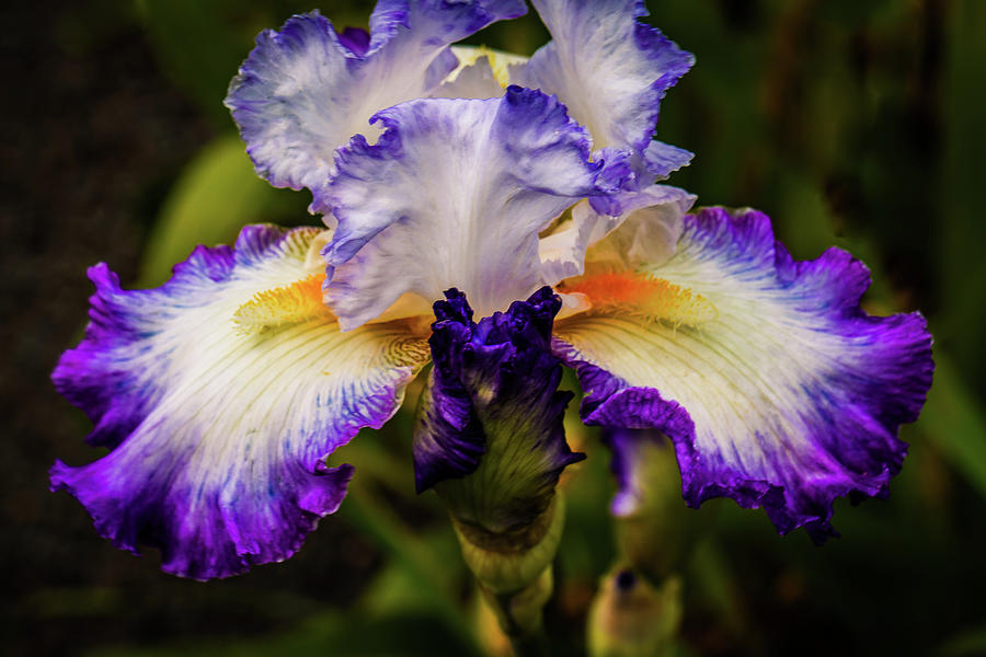 The Conjuration Iris Photograph by David Patterson