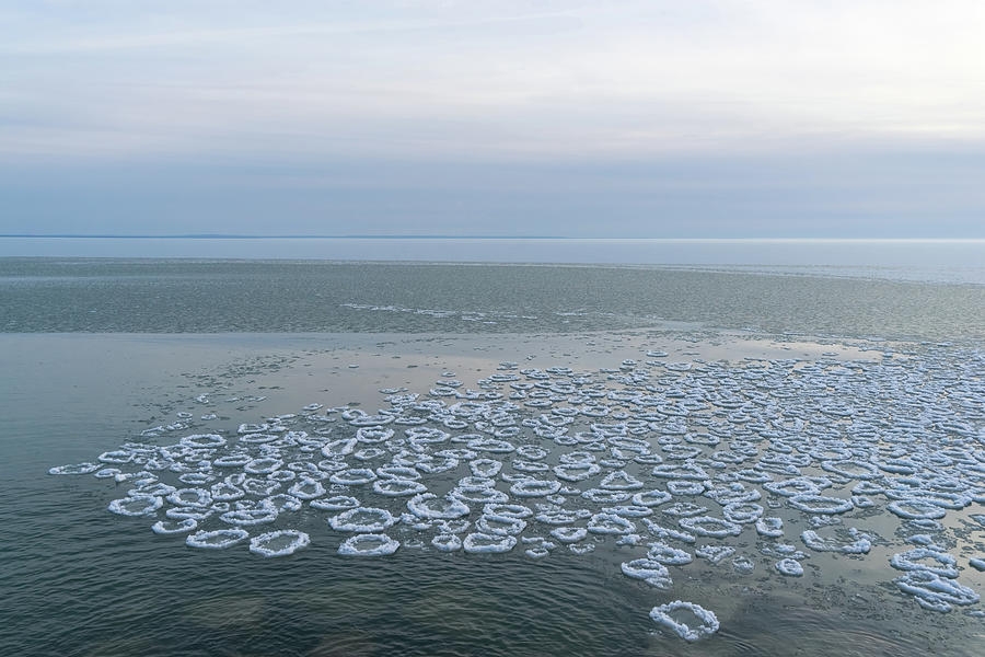 The Coolest Lily Pad Ice - Wintry Lake Erie from Crystal Beach Waterfront Photograph by Georgia Mizuleva