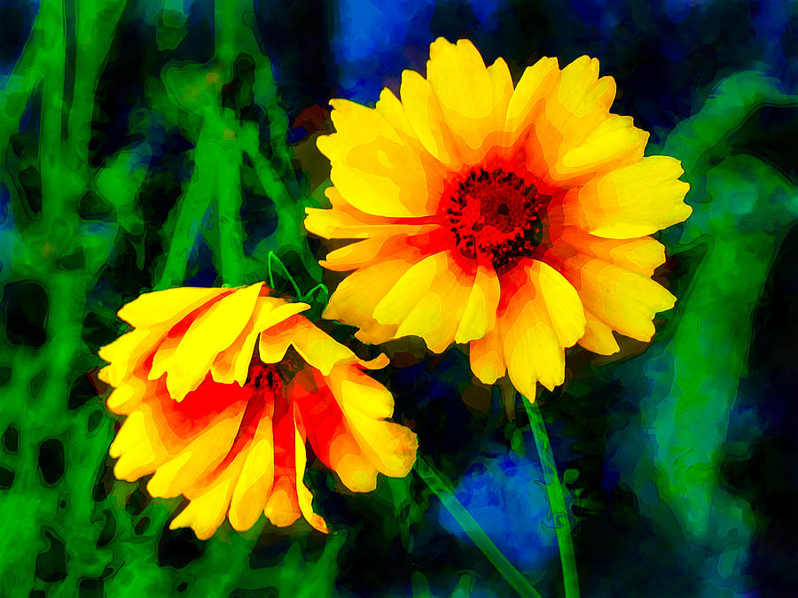 The Coreopsis Flower Digital Art