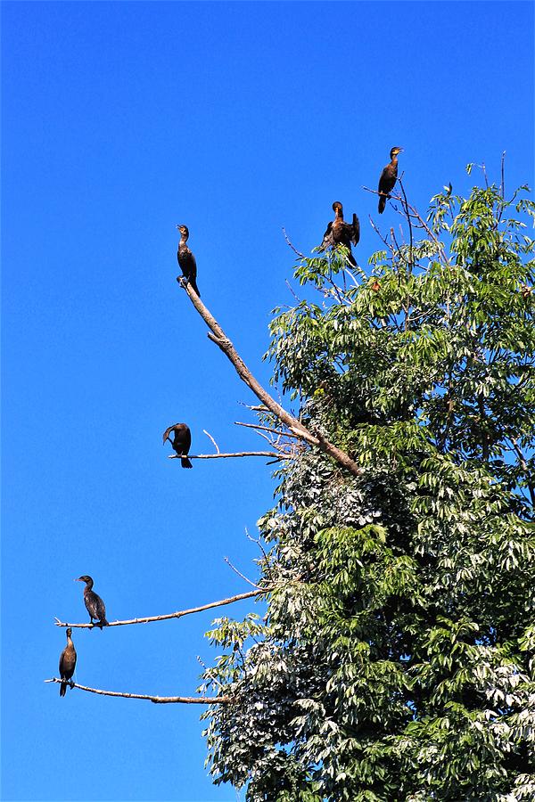 The Cormorant Pecking Order Photograph By Gregory Mitchell Pixels