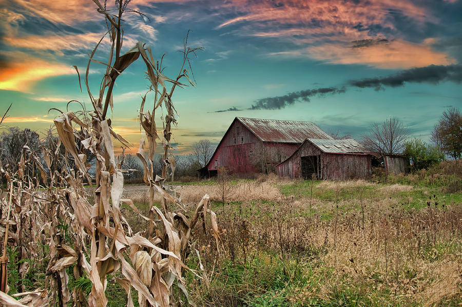 The Corn Patch Photograph by Randall Branham