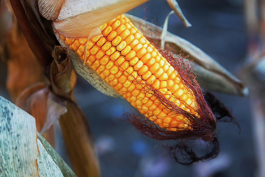 The corn season Photograph by Tatiana Travelways