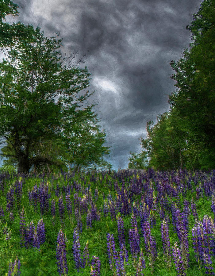 The Corner of the Lupine Field Photograph by Wayne King