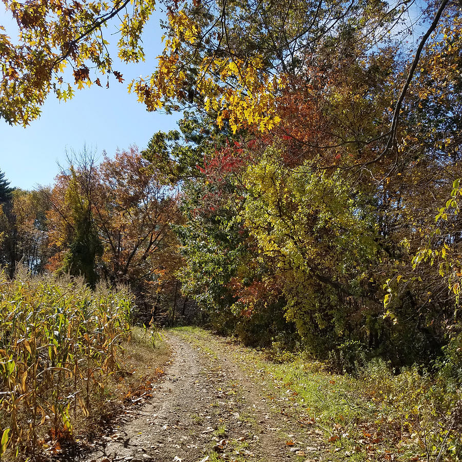 The Cornfield Road Photograph by EG Foley Pixels