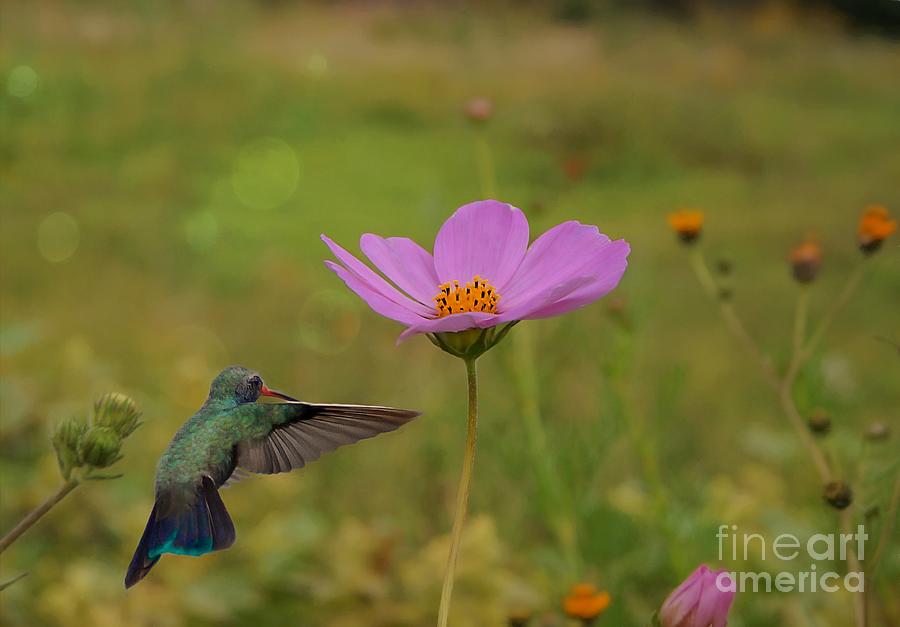 The Cosmos And The Hummingbird Photograph by John Kolenberg