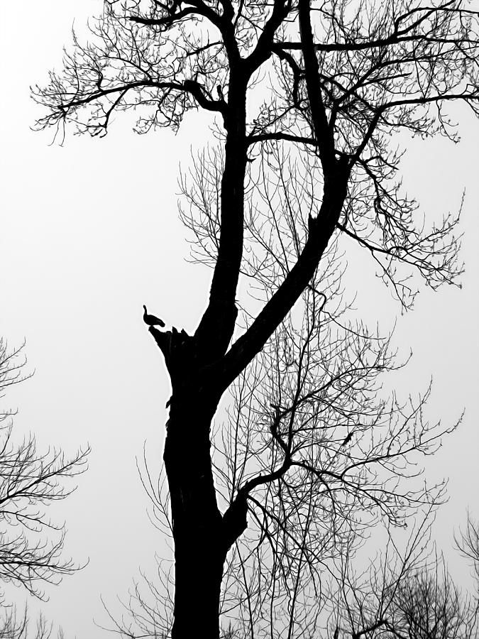 The Tall Cottonwood Tree 2 Photograph by Iina Van Lawick
