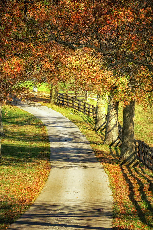 The Country Lane Photograph by Jolynn Reed