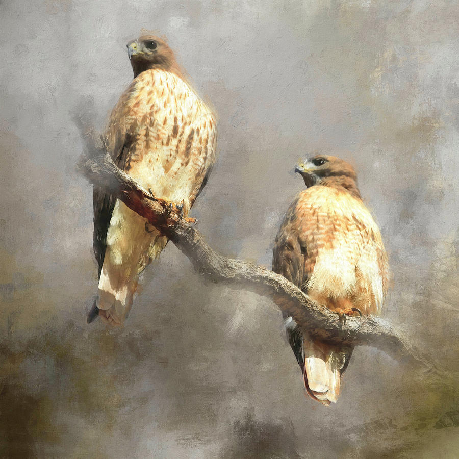 Hawk Photograph - The Couple  by Donna Kennedy