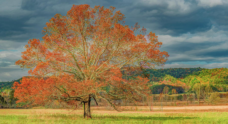 The Cove Tree, Fall Photograph by Marcy Wielfaert