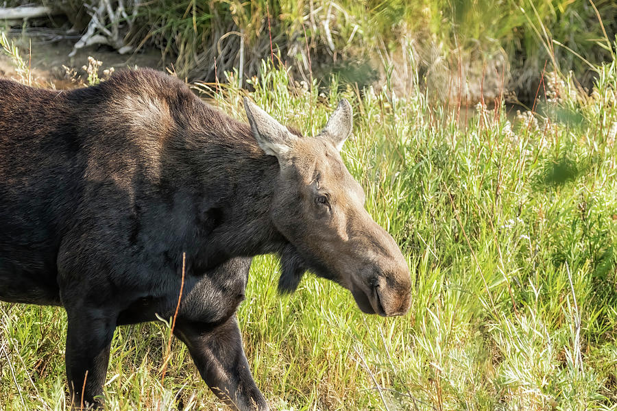 The Cow Moose Photograph by Belinda Greb