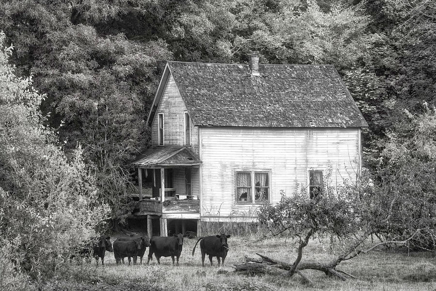 The Cows Came Home in Black and White Photograph by Debra and Dave Vanderlaan