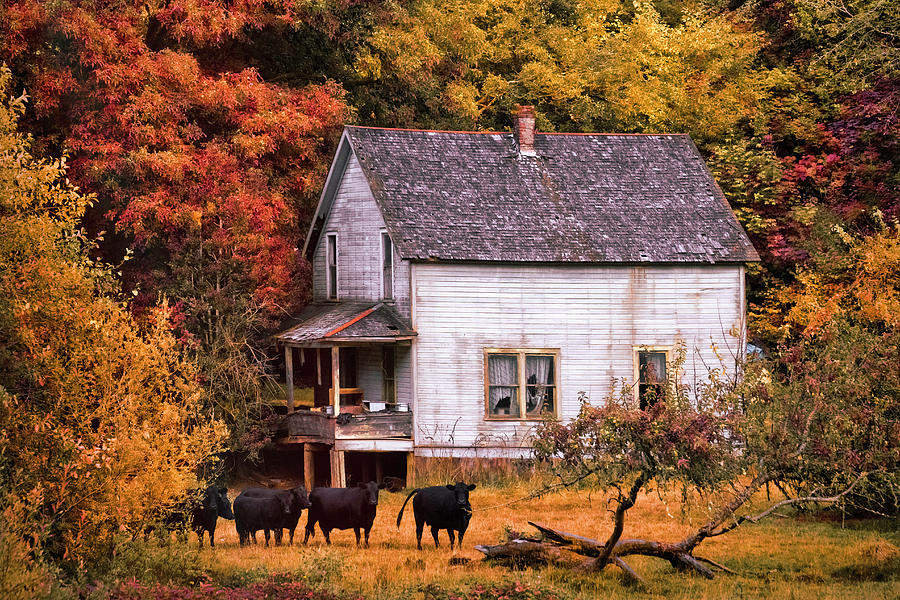 The Cows Came Home in the Fall Photograph by Debra and Dave Vanderlaan