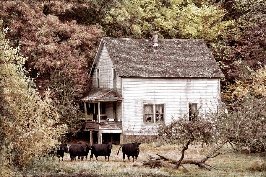 The Cows Came Home in Vintage Tones Photograph by Debra and Dave Vanderlaan