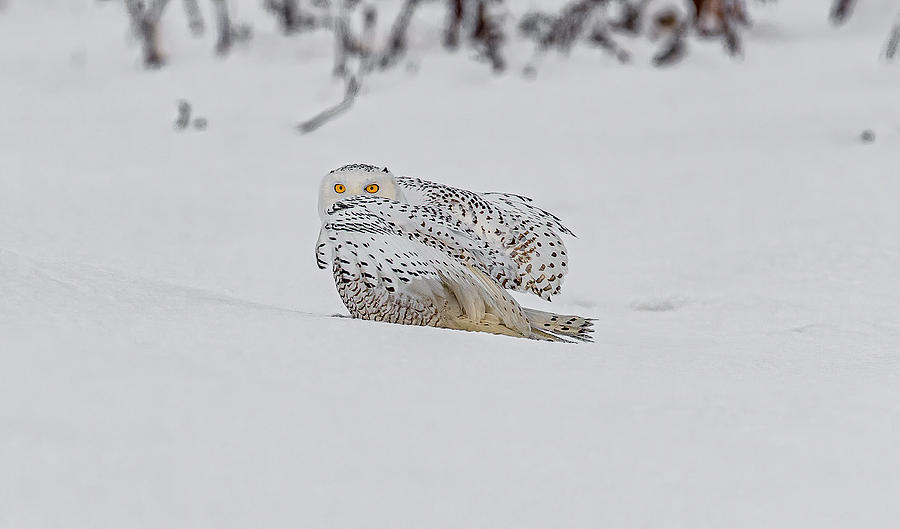 Owl Photograph - The Coy Snowy Owl by Morris Finkelstein