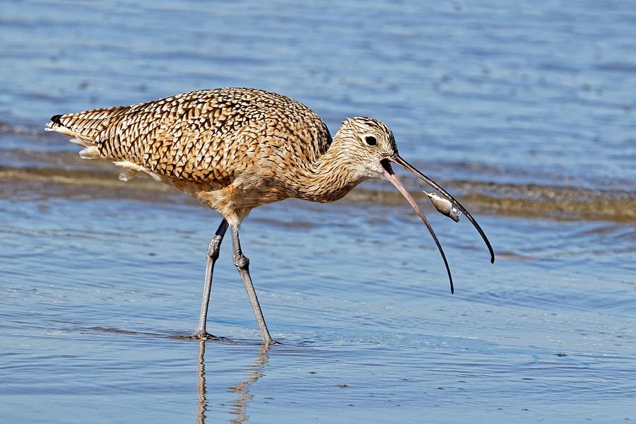 The Crabs Demise - Long-billed Curlew Photograph by KJ Swan