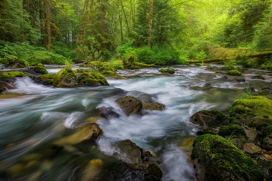 The Creek in Beautiful Forest Photograph by Celia Zhen - Fine Art America