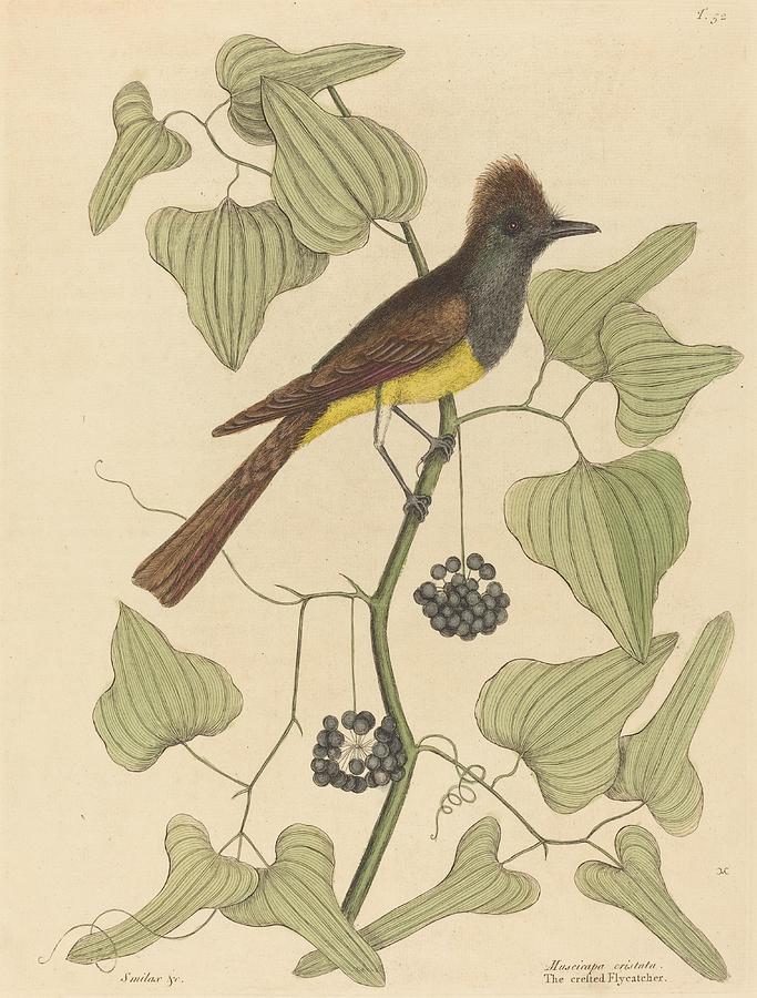 The Crested Flycatcher Muscicapa cristata art Drawing by Mark Cates