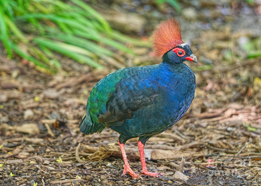 The Crested Partridge Photograph by Judy Kay