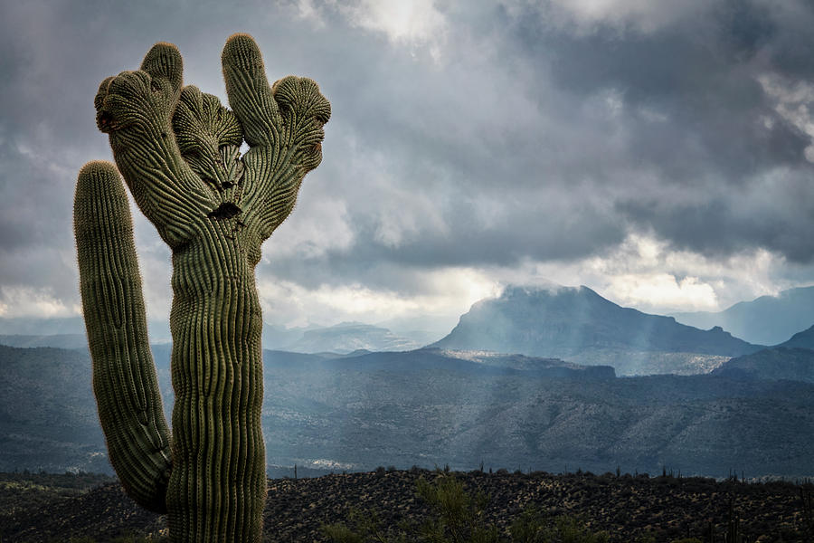 The Crested Saguaro Man  Photograph by Saija Lehtonen