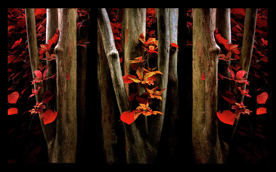 The Crimson Forest Photograph by Jessica Jenney