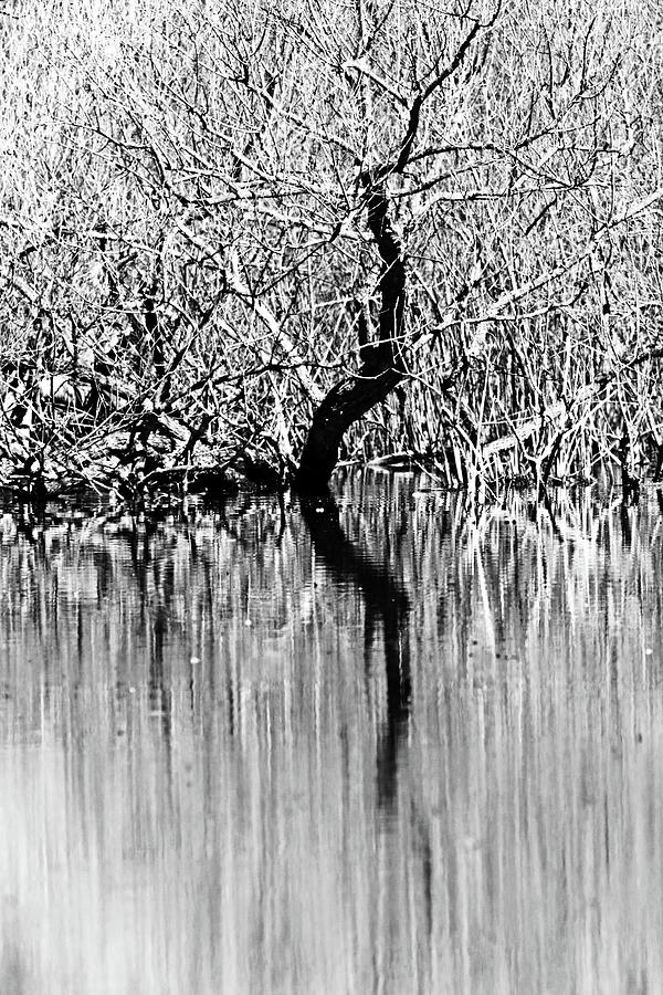 Abstract Photograph - The Crooked Tree Black And White by Debbie Oppermann