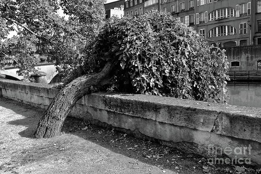 Trees In The City  #2 Photograph by Elisabeth Derichs