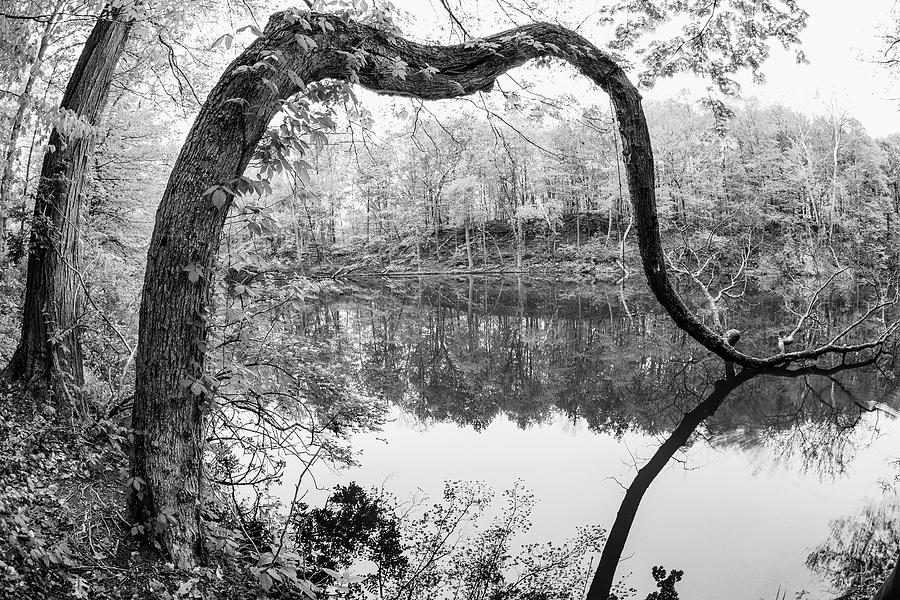 The Crooked Tree In Black And White Photograph