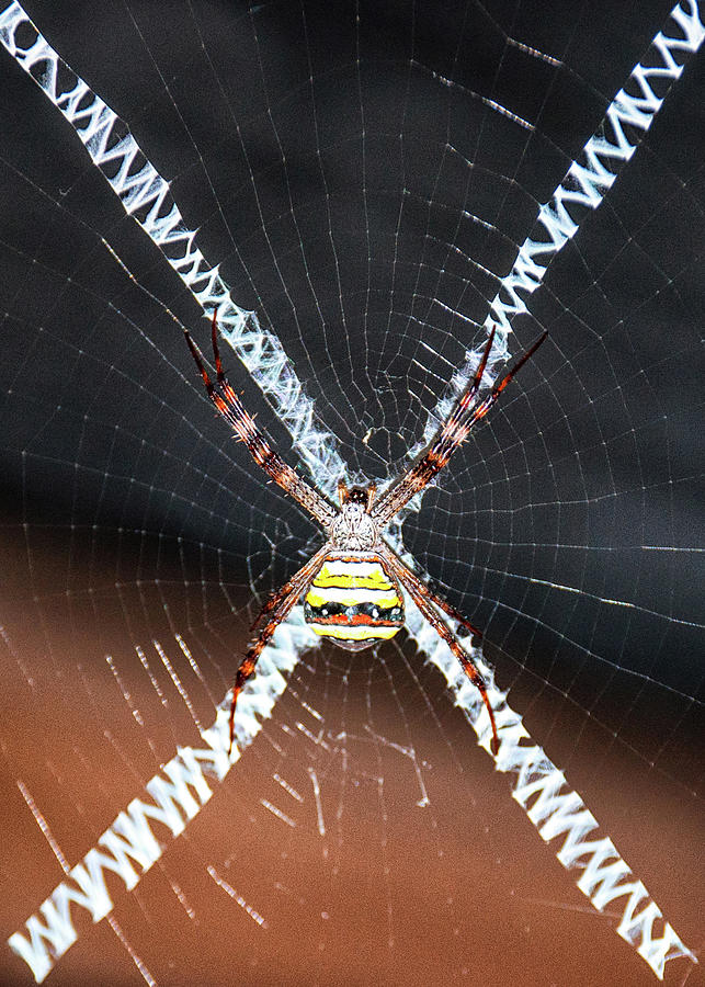 The Cross Spider - Orb-web spider - Argiope keyserlingi Photograph by Amazing Action Photo Video