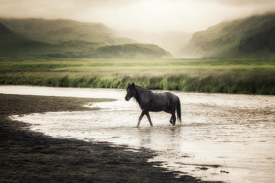 The Crossing - Horse Art Photograph by Lisa Saint