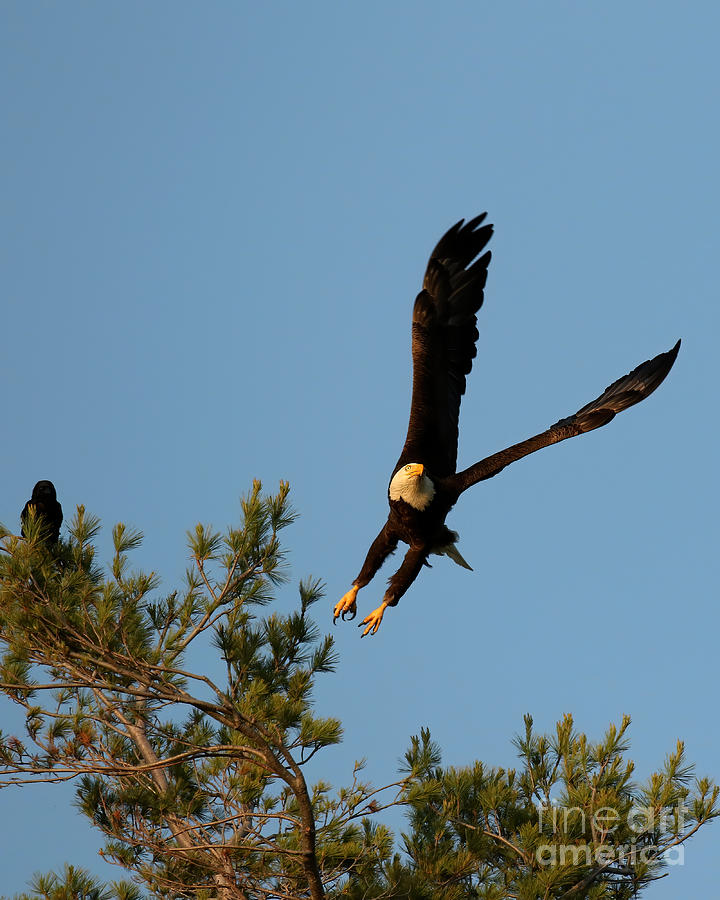 The crow and bald eagle Photograph by Heather King