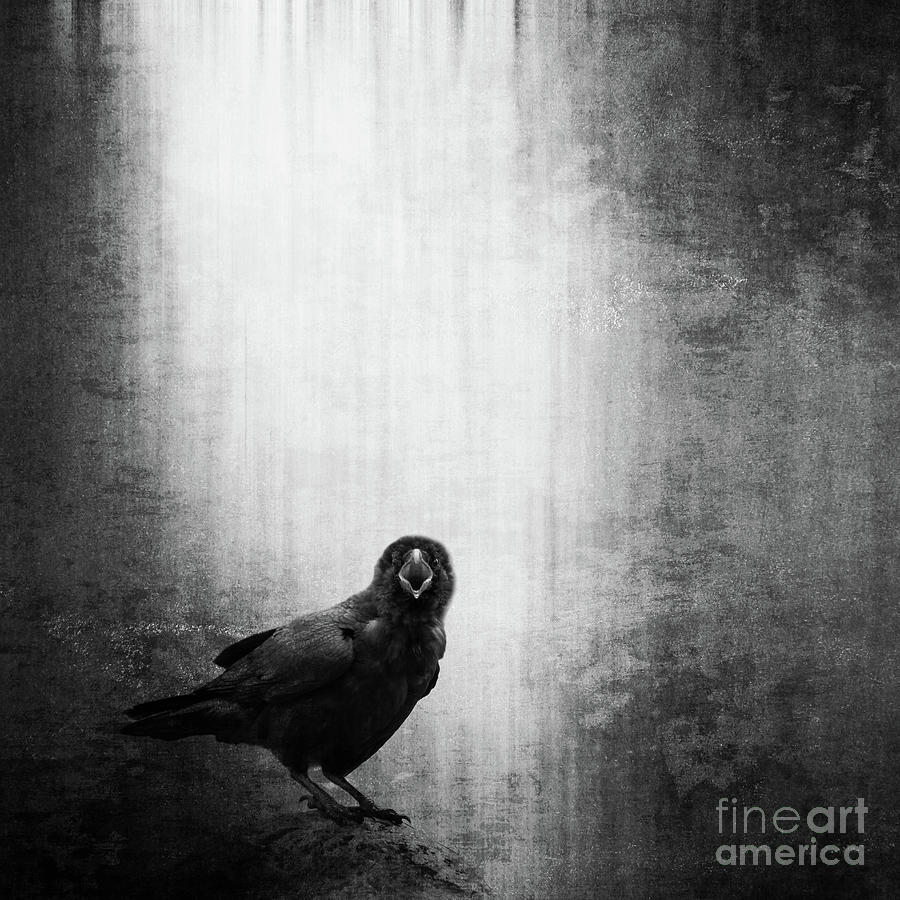 Screaming crow Photograph by Delphimages Photo Creations