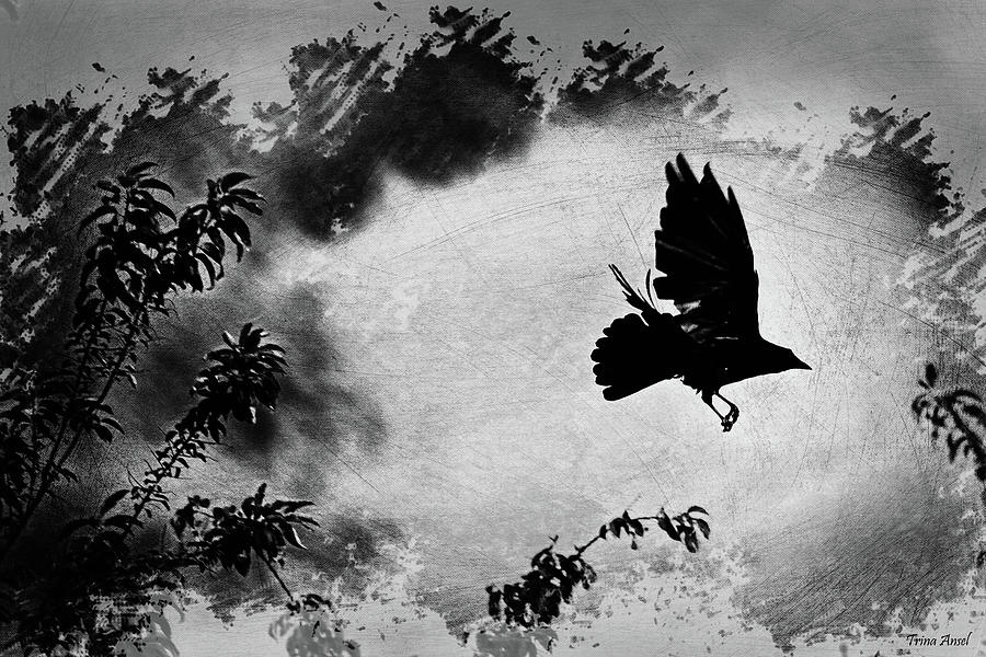 The Crow in Flight Photograph by Trina Ansel