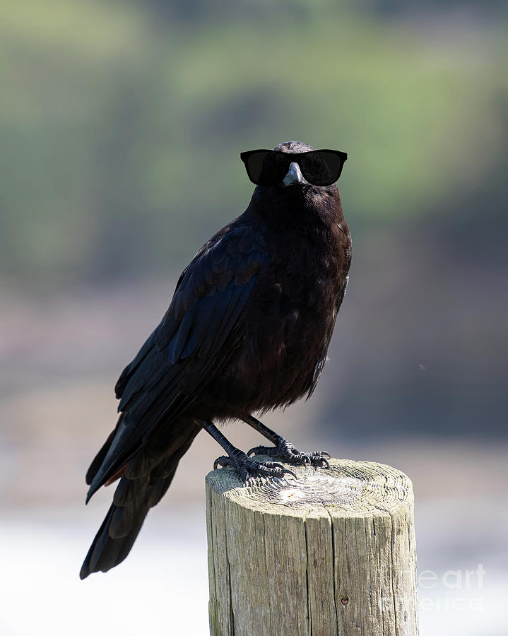 Crow Digital Art - The Crow by Jim Hatch