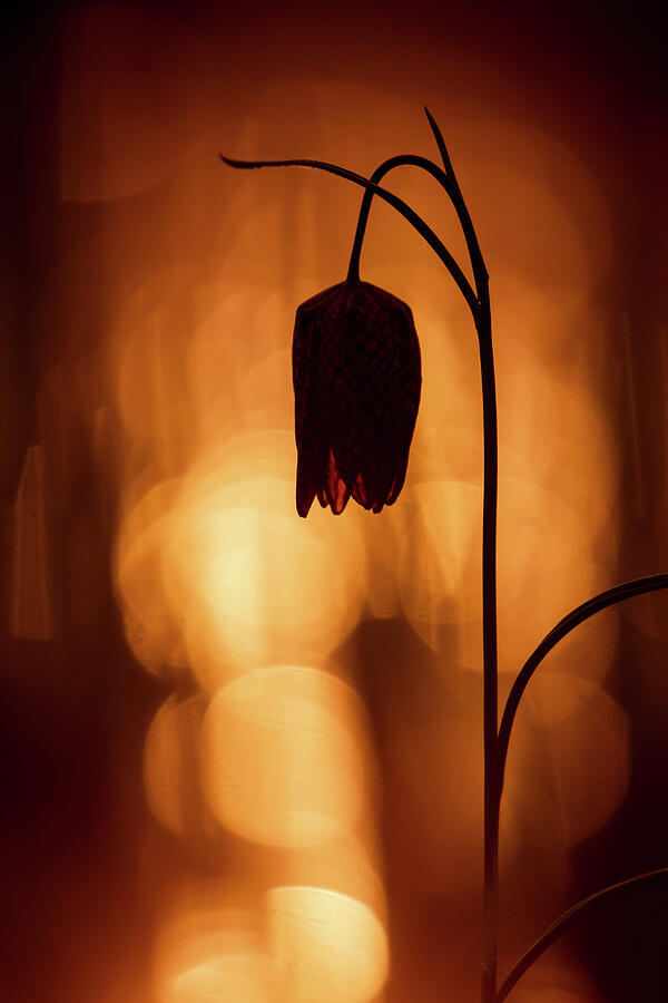 Fairy Photograph - The Crying Flower - Snakes head Fritilary by Roeselien Raimond